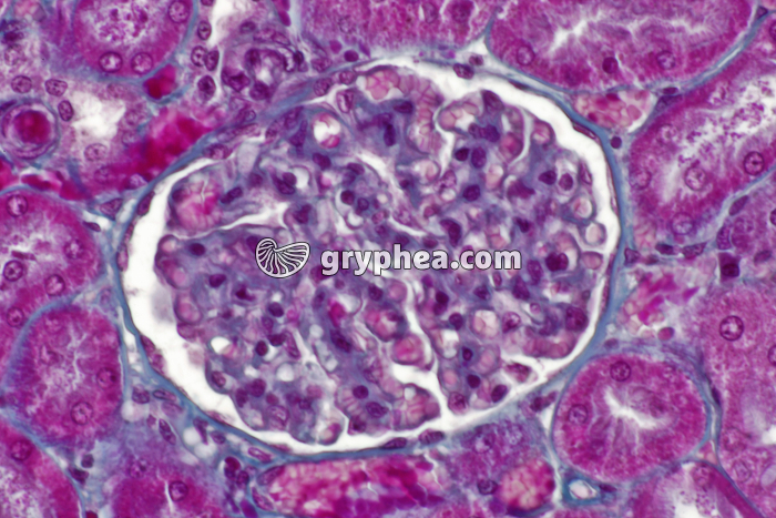 Rein zone corticale x100 - gryphea.com